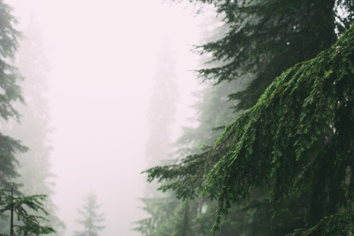 millivedder:Rain and Fog