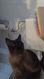 squinty-cat:  I brush myself 