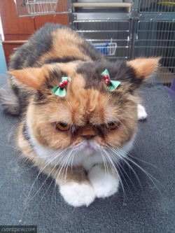 cute-overload:  And this little kitty who loves her bows!http://cute-overload.tumblr.com source: http://imgur.com/r/aww/PvLmcjZ