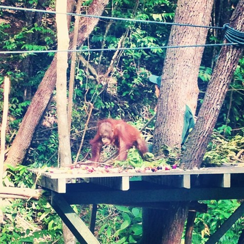 Just went to see the baby Orangutans in the rainforest….INCREDIBLE!!! #borneo #rainforest #sh