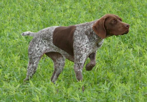 petcentralstation:  Braque Français is a very sporty hunting dog. They’re very trainable and do great in the field. They’re not just great pointers, they’re good at retrieving, flushing and other hunting skills. They come in two varieties, Gascogne