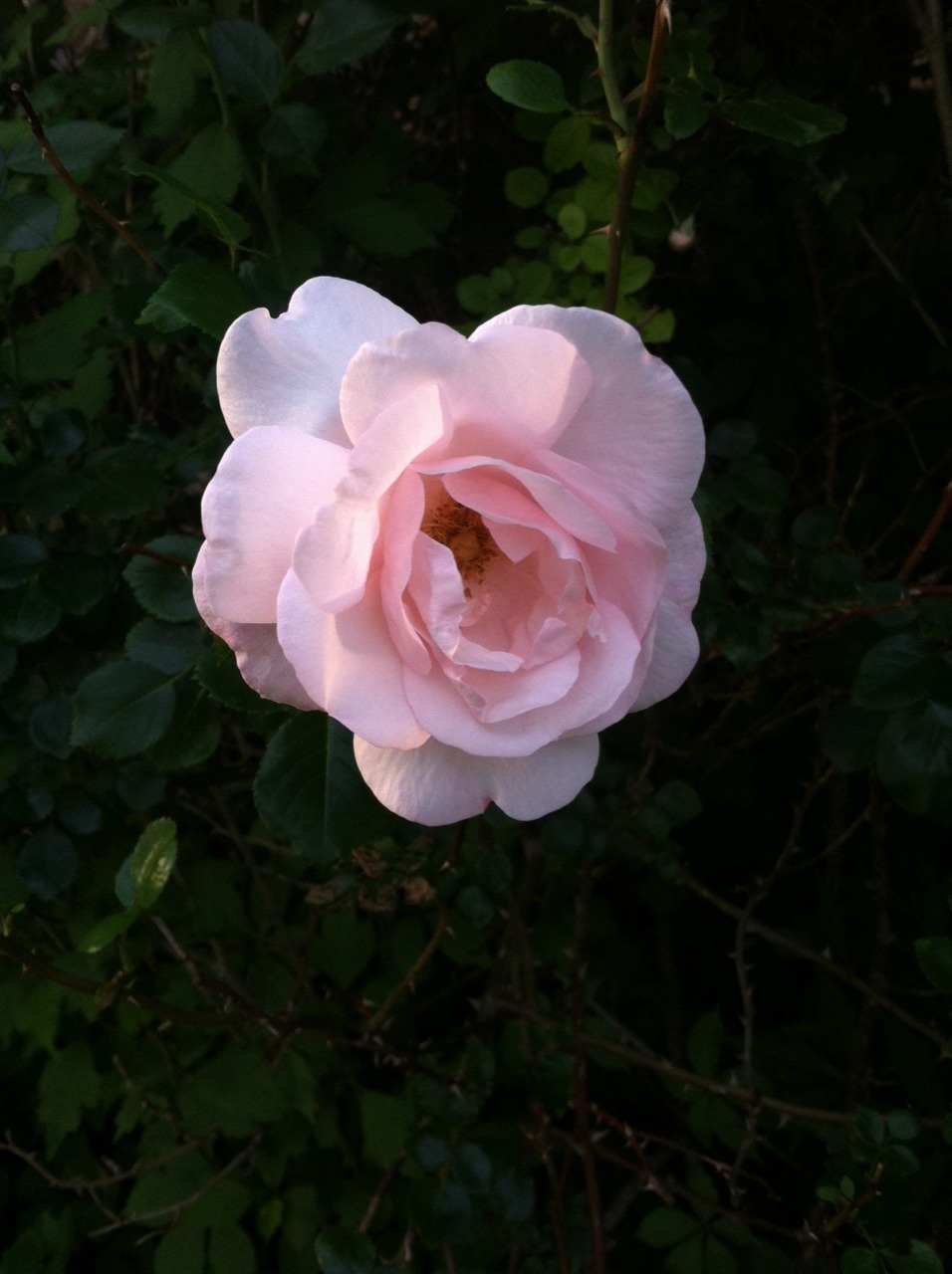 blewm:blewm:  grandma’s roses uwu  im really glad this got notes because my grandmother