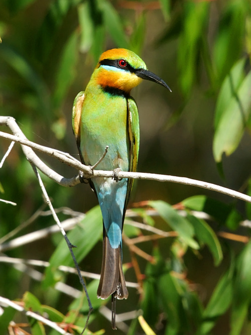 emuwren: The Rainbow Bee-eater - Merops ornatus, is found throughout mainland Australia, as well as 