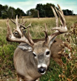 whitetailstudiotoo:  Up close!