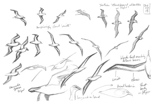 Studies of seabirds, October 2018