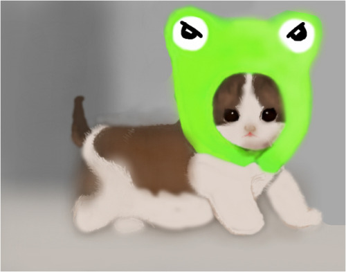 whowellsesinmyhoff: slimber.com/gallery/image/cat-with-frog-hat:g226779.html