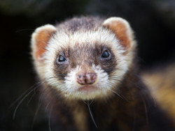 xantheose:  Shy but cute ferret (by Tambako