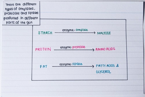 mystudyingtips:  nehrdist:  more samples of my notecards for GCSE chemistry, biology and physics! :)  i hope you’re having a rad day 