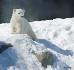 fuck-yeah-bears:  Polar Bear Cub by lenslady