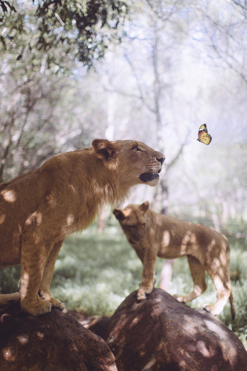 plasmatics-life:Lovely meeting | (by David Olkarny)