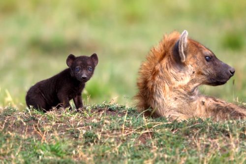 typhlonectes:baby spotted hyena￼