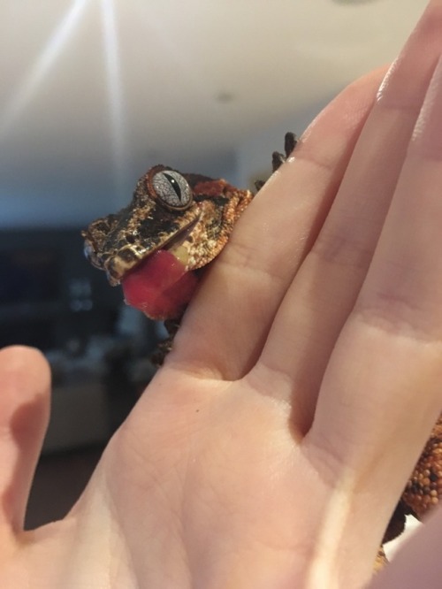 amyalexandra-reptiles:Cinnamon (Bun) is my most beautiful gecko, and yet he still manages to be the 