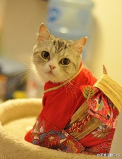 worldofthecutestcuties:  A kitten in a kimono.
