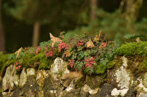 outdoormagic:Autumn Wall by alex987854