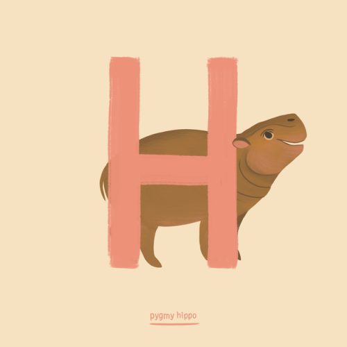 H is for the Pygmy Hippopotamus!Pygmy hippos are small, short versions of the common hippo. They are