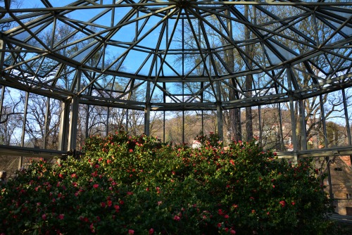 Camellia japonica, Schlosspark Pillnitz, March 2019The Camellia is more than 230 years old, one of t