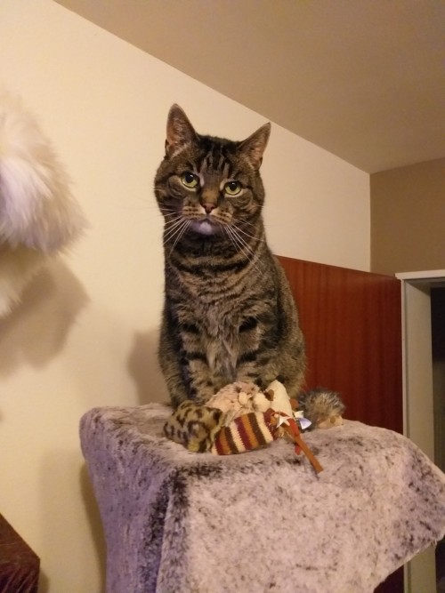 Say Hi To Lili (Lilith), The Embodiment Of Unimpressed.