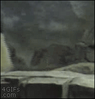 kungfumartialartsnunchakus:New Prison Break Pandas Finally Succeed lol :)))Professional Tai Chi Clot