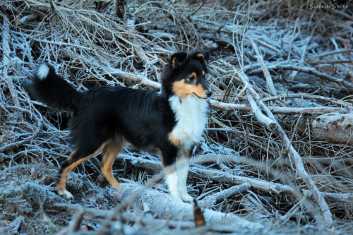 spartathesheltie:While waiting for snow, we’ll just have to settle for frost. Sparta doesn’t know what she’s missing yet.