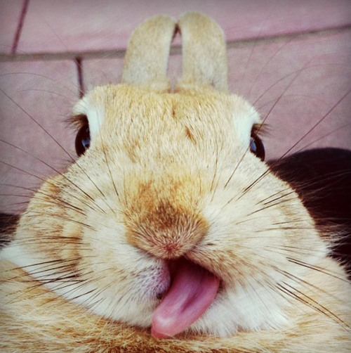 tastefullyoffensive:  Bunnies Sticking Their Tongues Out [boredpanda]Previously: Bears Doing Human Things 