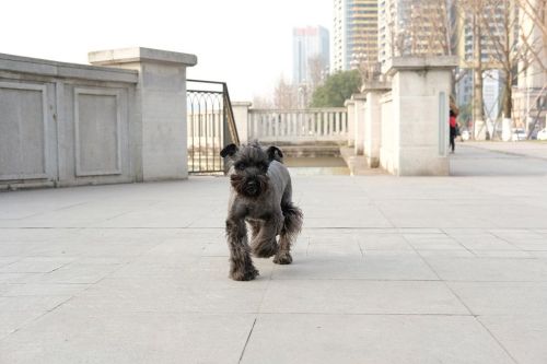 - 你是那匹跑走又跑来的小马 #kerryblue #kerryblueterrierpuppy #kerryblueterriers #kerryblueterrier #puppy #puppyl