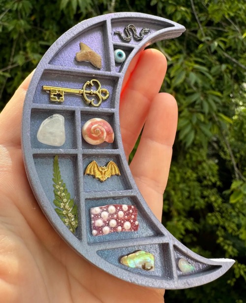 Miniature Curio Shelves // Corals Curios