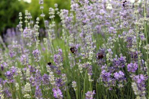 elkinei: bumblebees love lavender