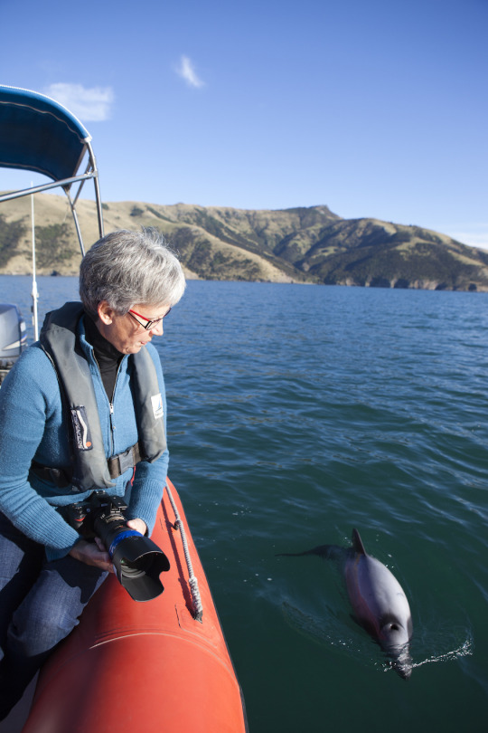 Ecologist Special Report: World' rarest dolphin heading towards extinction