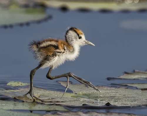 lookatthisbabybird: beautiful-wildlife: Fashion show? by Ian Brown Northern Jacana