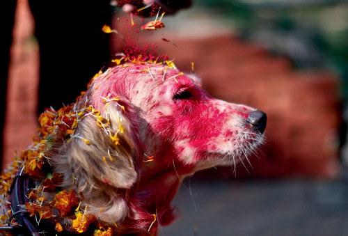 irontemple:o-kaytee:  nubbsgalore: for nepalese hindus, today is kukur puja, the second day of the five day tihar festival, nepal’s version of diwali. literally meaning “worship of dogs,” kukur puja is dedicated to honouring our special relationship