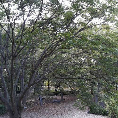 나무는 나를 참 편안하게 해준다 나중 내가 죽었을때도 수목장을 원할만큼  나무는 내게 따뜻하다  www.instagram.com/p/BpfqQG7hAb9/?utm_s