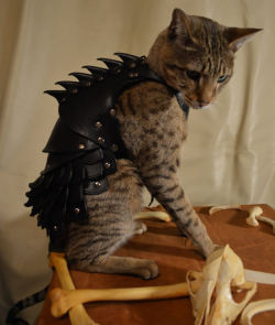 cuteanimalspics:  He has battle armor (Source: http://ift.tt/1GbEv1g)  METAL KITTY