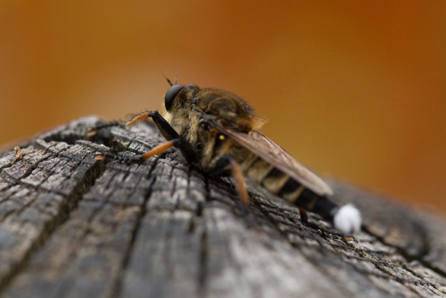 @derberner “Saw this insect at Fushimi Inari Taisha in early August. It was nearly the size of the l