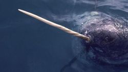 why-animals-do-the-thing:  flukesandfins:  A narwhal’s tusk  What’s super cool is that they think that those swirls on the tusk are actually connected to the tusk being a sensory organ! Narwhals who had their tusk exposed to different levels of salinity