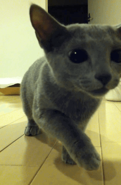 gifsboom:  Ninja cat. video