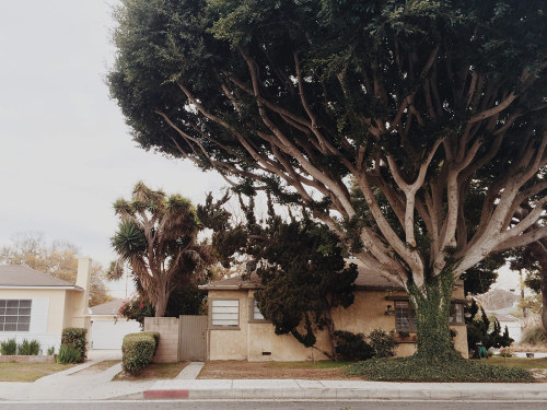  Venice Trees for the Garden Edit by Jessica porn pictures