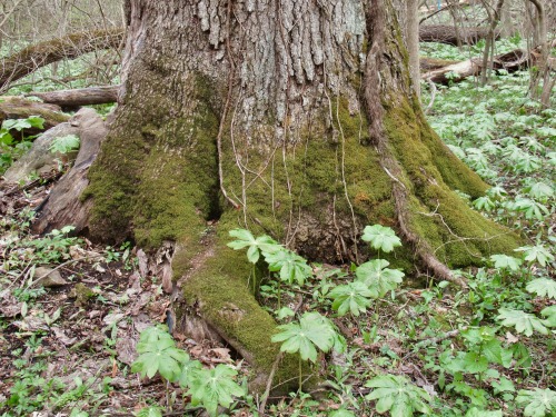 The big red oak at Black Rock woods: grandmother tree. And her cohorts.