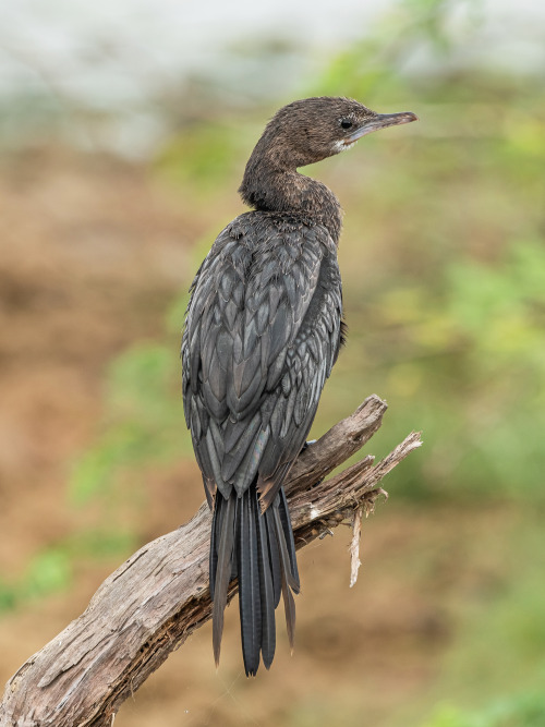 Wikipedia picture of the day on July 23, 2021: Little Cormorant (Microcarbo niger), Bundala National