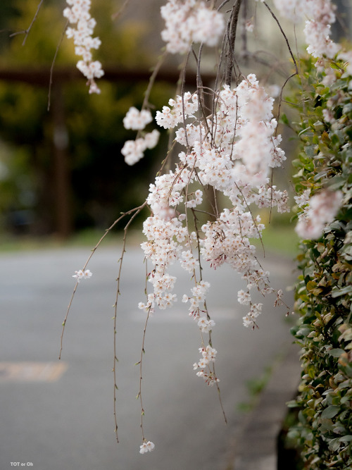 いつもお世話になっているお寺様にて。樹齢300年の枝垂れ桜が今年も花をつけてくれていました。Cherry blossoms 2022. The weeping cherry tree, said to