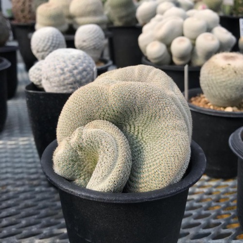 月世界綴化 #cactus #サボテン #succulentwww.instagram.com/p/Bq3t3csnZbs/?utm_source=ig_tumblr_share&am