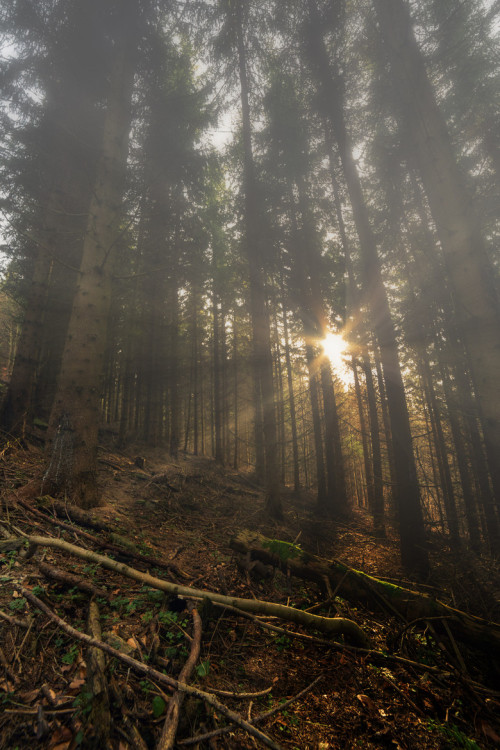 ancientdelirium: (via 500px / Morning fog by Marian Lacko)