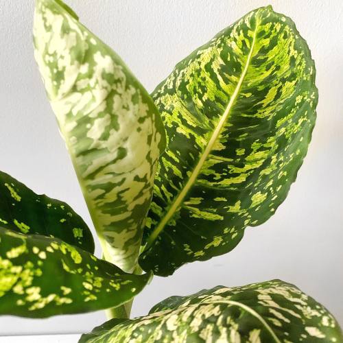 My new plant Dieffenbachia ‘Reflector’ (Dumb cane) It’s so beautiful.. I hope it d