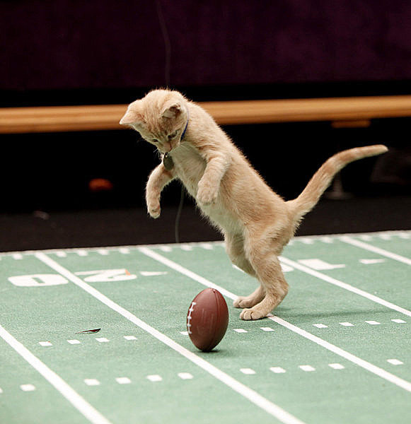 thefrogman:  phototoartguy:  Meow: It’s the inaugural Kitten Bowl Marc Lemoine