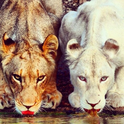 Porn #dope #lions #contrast #animals #wild #instphoto photos