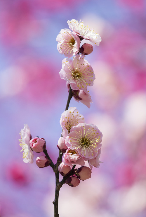 drxgonfly: ume (by * Yumi *)