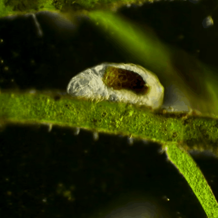 THIS IS A TARDIGRADE APPRECIATION POST 