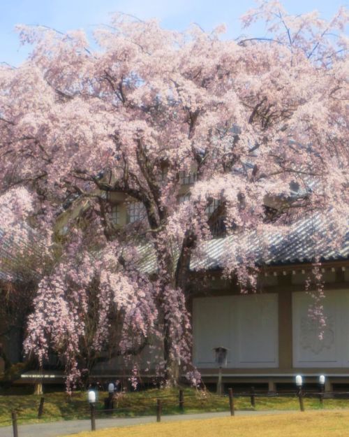 【京都府】桜ぶぅわぁ～ . なんとなんと今日連絡があって バイト受かりました . まぁ続くかどうか分かりませんし、 たいしたことありませんが とあるところで写真撮るバイトです️ . あわなきゃ直ぐ辞め