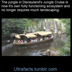 ultrafacts:      Over the nearly 60 years it’s been open, the Jungle Cruise has developed into its own unique ecosystem. The fake jungle has now become a real, self-sufficient jungle.Disney workers have switched the plant makeup from mostly leftover