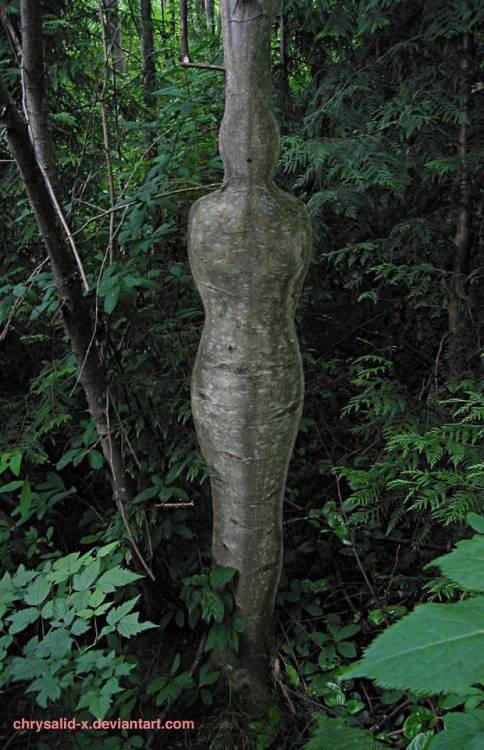 chaotic-archaeologist: wancemcwain: rosewater1997: thisobscuredesireforbeauty: Chrysalid-X. Cocoon T