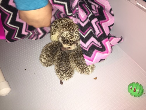 e-vay:  amelialeeannrose:My hedgehogs ❤️ (Amy (the mother) Sonic (the father who isn’t in these pictures) Shadow, Silver, Aurora, and Blaze)BAAAAAAABIIIIIIIIIIIIEEEEEEEEEEEESSSSSSSSSSSS